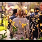 Видео про Madison Square Park - NYC